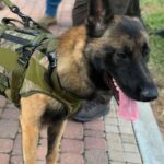 U.S. Marshals K-9 on the Road to Full Recovery After Southwest Houston Shootout and Manhunt
