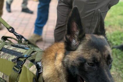 U.S. Marshals K-9 on the Road to Full Recovery After Southwest Houston Shootout and Manhunt