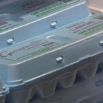 Egg Prices Fall for the First Time in Over Six Months, Yet Stay Elevated