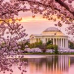Businesses Spark Joy and Entertainment Throughout Cherry Blossom Season in the Nation’s Capital