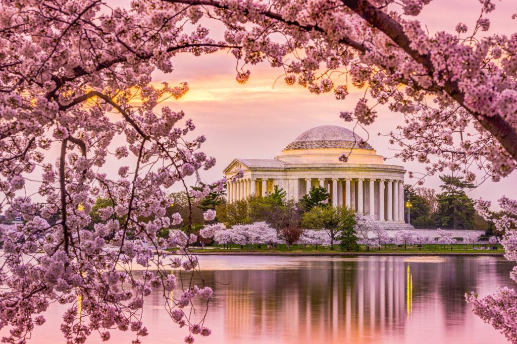 Businesses Spark Joy and Entertainment Throughout Cherry Blossom Season in the Nation’s Capital Businesses Spark Joy and Entertainment Throughout Cherry Blossom Season in the Nation’s Capital