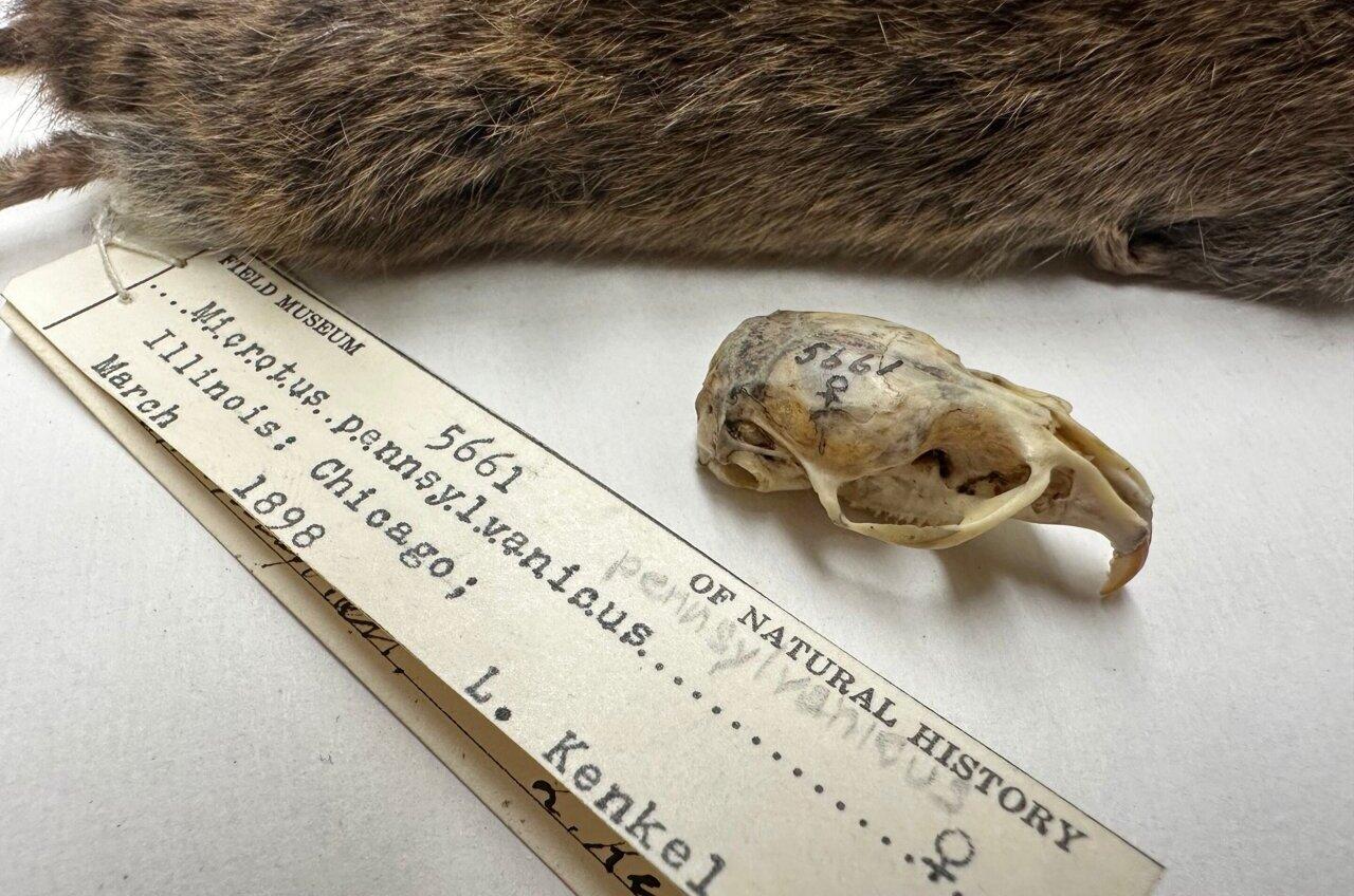 Chicago’s Rodents Are Evolving Before Our Eyes, Scientists Reveal Chicago’s Rodents Are Evolving Before Our Eyes, Scientists Reveal