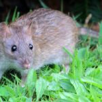 Houston Rats Develop a Taste for Drugs in Police Evidence Room