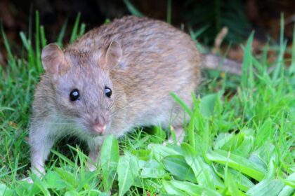 Houston Rats Develop a Taste for Drugs in Police Evidence Room