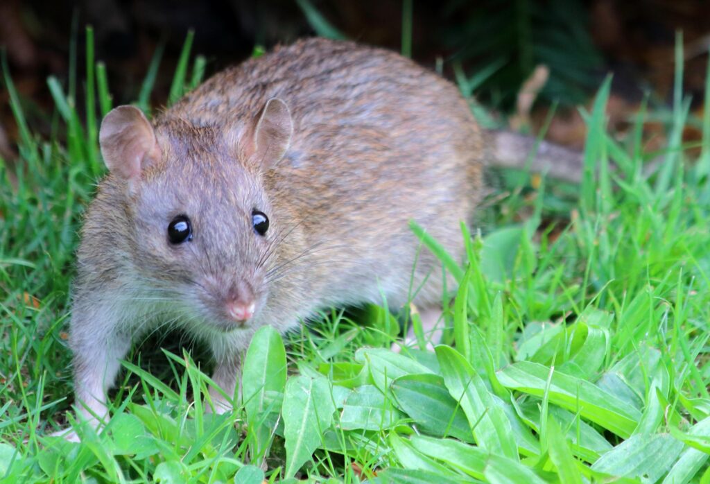 Houston Rats Develop a Taste for Drugs in Police Evidence Room Houston Rats Develop a Taste for Drugs in Police Evidence Room