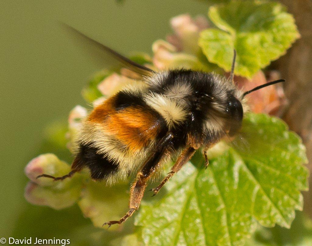 Millions of Bees Escape After Truck Overturns: Urgent Warning Issued Millions of Bees Escape After Truck Overturns: Urgent Warning Issued