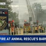 Tragic Fire in North Philadelphia Claims Lives of Multiple Animals, Officials Report