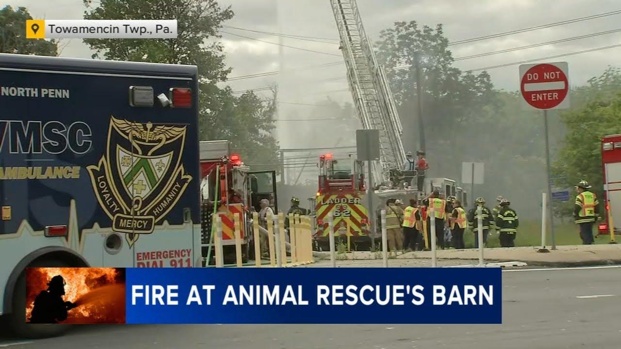 Tragic Fire in North Philadelphia Claims Lives of Multiple Animals, Officials Report Tragic Fire in North Philadelphia Claims Lives of Multiple Animals, Officials Report