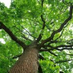 Oak Wilt Season Is Here: Essential Tips to Protect Your Oak Trees