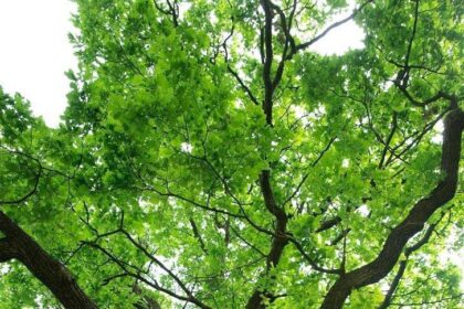 Oak Wilt Season Is Here: Essential Tips to Protect Your Oak Trees