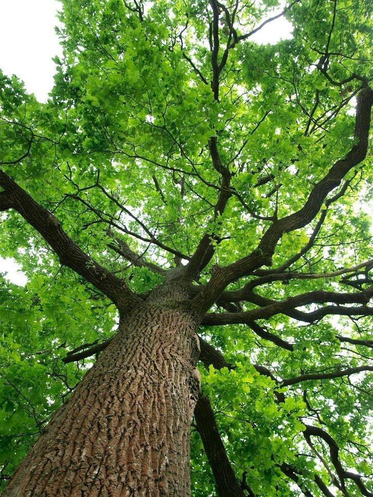 Oak Wilt Season Is Here: Essential Tips to Protect Your Oak Trees