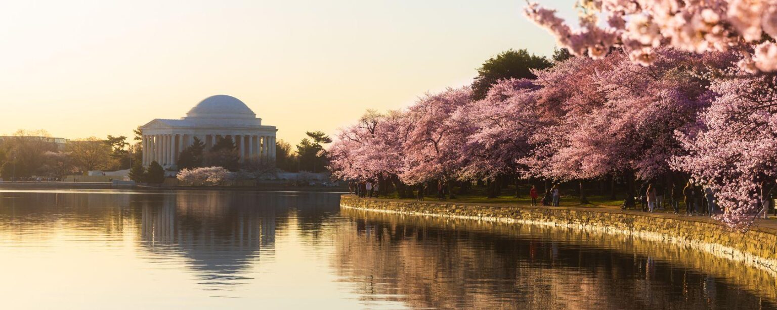 Top 13 Must-See Events at the Cherry Blossom Festival Top 13 Must-See Events at the Cherry Blossom Festival
