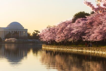 Top 13 Must-See Events at the Cherry Blossom Festival