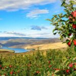 US-China Tensions Threaten the Heart of Washington’s Apple Industry