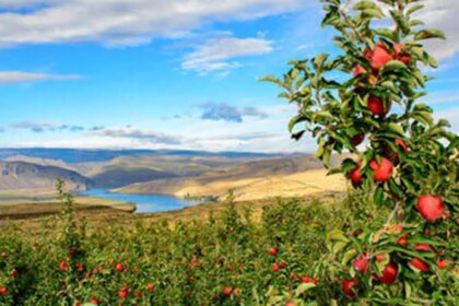 US-China Tensions Threaten the Heart of Washington’s Apple Industry