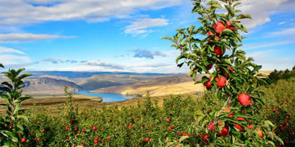 US-China Tensions Threaten the Heart of Washington’s Apple Industry US-China Tensions Threaten the Heart of Washington’s Apple Industry