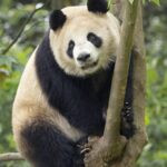 China Gifts Two Adorable Pandas to the San Diego Zoo