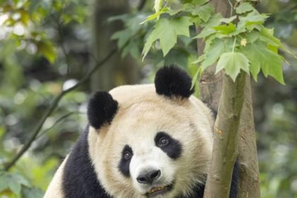 China Gifts Two Adorable Pandas to the San Diego Zoo