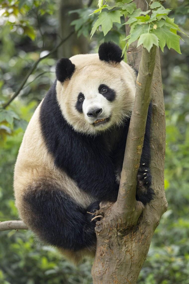 China Gifts Two Adorable Pandas to the San Diego Zoo China Gifts Two Adorable Pandas to the San Diego Zoo