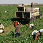 When the U.S. Government Tried Replacing Migrant Farmworkers with High School Students