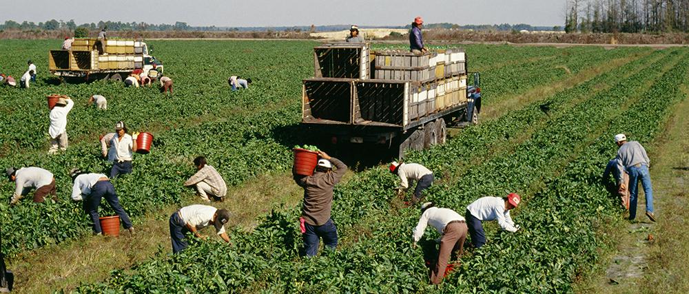 When the U.S. Government Tried Replacing Migrant Farmworkers with High School Students When the U.S. Government Tried Replacing Migrant Farmworkers with High School Students