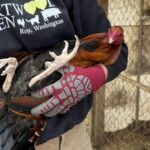 34 charged in Eastern WA cockfighting, drugs, money laundering ring linked to prison gang – Tri-City Herald