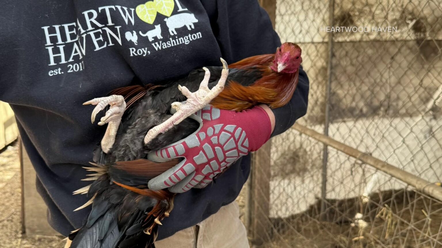 34 charged in Eastern WA cockfighting, drugs, money laundering ring linked to prison gang – Tri-City Herald 34 charged in Eastern WA cockfighting, drugs, money laundering ring linked to prison gang – Tri-City Herald
