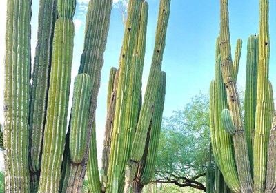 Unforgettable Experiences: Top Must-Do Activities and Attractions in Phoenix, AZ
