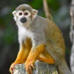 San Antonio Woman Charged with Smuggling Spider Monkeys into the U.S