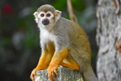 San Antonio Woman Charged with Smuggling Spider Monkeys into the U.S