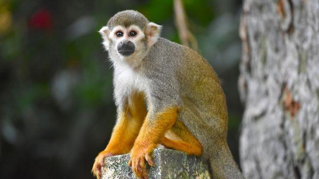San Antonio Woman Charged with Smuggling Spider Monkeys into the U.S San Antonio Woman Charged with Smuggling Spider Monkeys into the U.S
