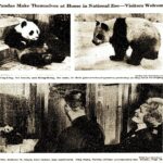 The Captivating Tale of ‘Panda Diplomacy’ and the Exciting New Global Zoo Arrivals