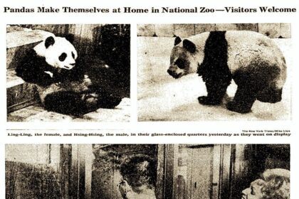 The Captivating Tale of ‘Panda Diplomacy’ and the Exciting New Global Zoo Arrivals