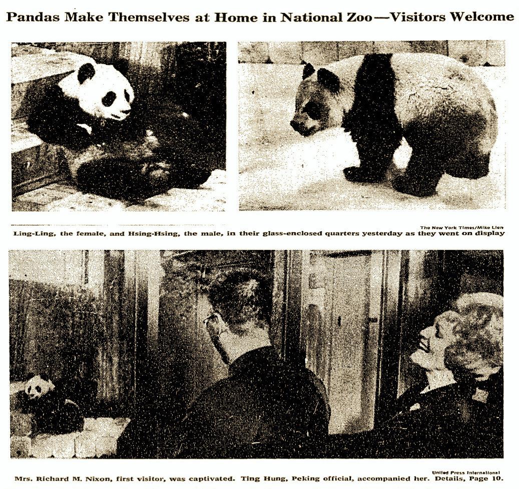 The Captivating Tale of ‘Panda Diplomacy’ and the Exciting New Global Zoo Arrivals The Captivating Tale of ‘Panda Diplomacy’ and the Exciting New Global Zoo Arrivals