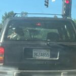 Doberman Tragically Dies After Being Dragged at High Speeds Tied to Jeep; Driver Could Face Charges