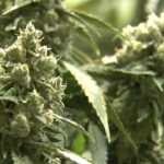 Inside a Grower’s Long Journey to Success in Illinois’ Thriving Weed Industry