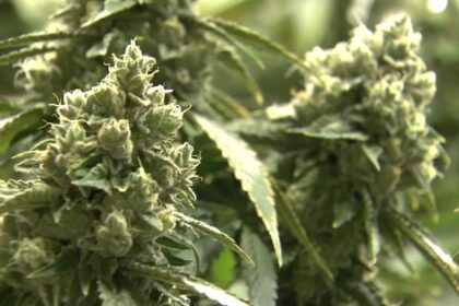 Inside a Grower’s Long Journey to Success in Illinois’ Thriving Weed Industry