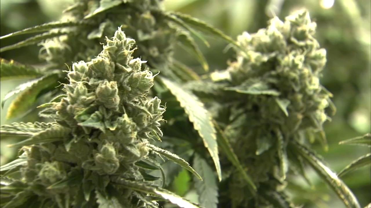 Inside a Grower’s Long Journey to Success in Illinois’ Thriving Weed Industry Inside a Grower’s Long Journey to Success in Illinois’ Thriving Weed Industry