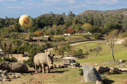 Cast Your Vote Now: Help San Diego Zoo Claim the Title of Best Zoo in the U.S.!