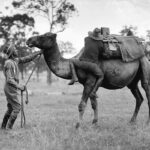 Discover the Fascinating Role of Camels in U.S. Army History on World Camel Day at the Alamo