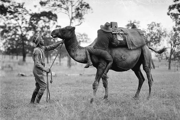 Discover the Fascinating Role of Camels in U.S. Army History on World Camel Day at the Alamo Discover the Fascinating Role of Camels in U.S. Army History on World Camel Day at the Alamo