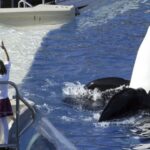SeaWorld to Retire Killer Whale Shows in San Diego, Marking a New Era