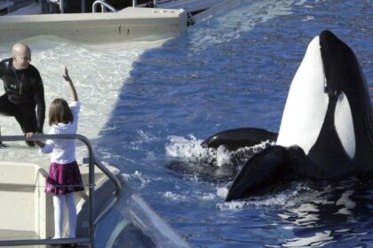 SeaWorld to Retire Killer Whale Shows in San Diego, Marking a New Era