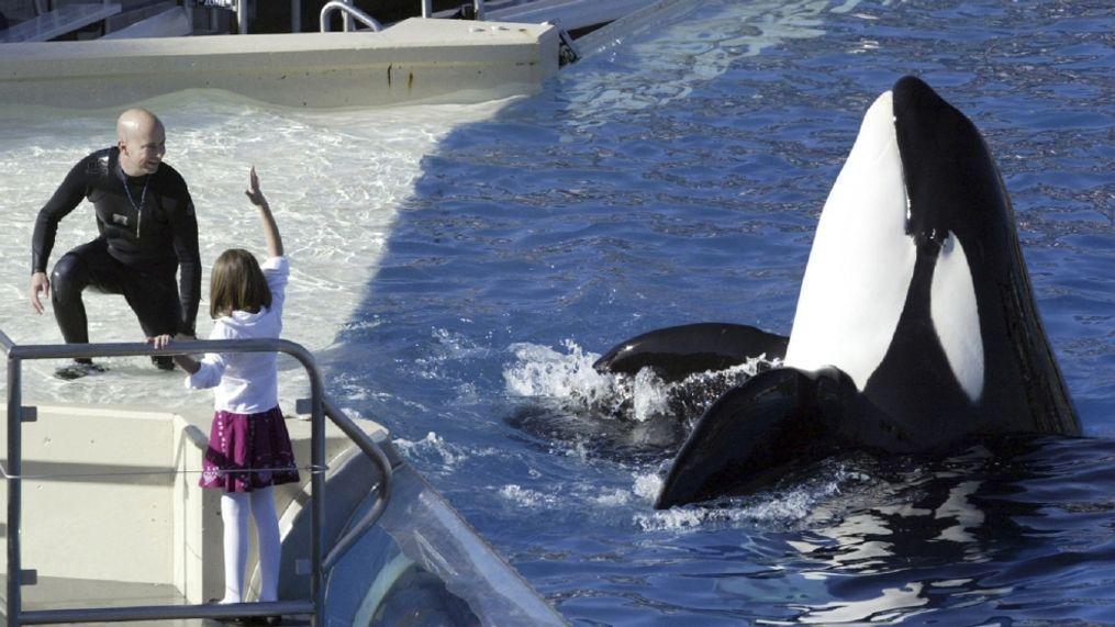 SeaWorld to Retire Killer Whale Shows in San Diego, Marking a New Era SeaWorld to Retire Killer Whale Shows in San Diego, Marking a New Era