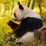 China Sends Adorable Giant Pandas to San Diego Zoo as Heartwarming Symbols of Friendship