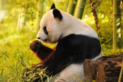 China Sends Adorable Giant Pandas to San Diego Zoo as Heartwarming Symbols of Friendship