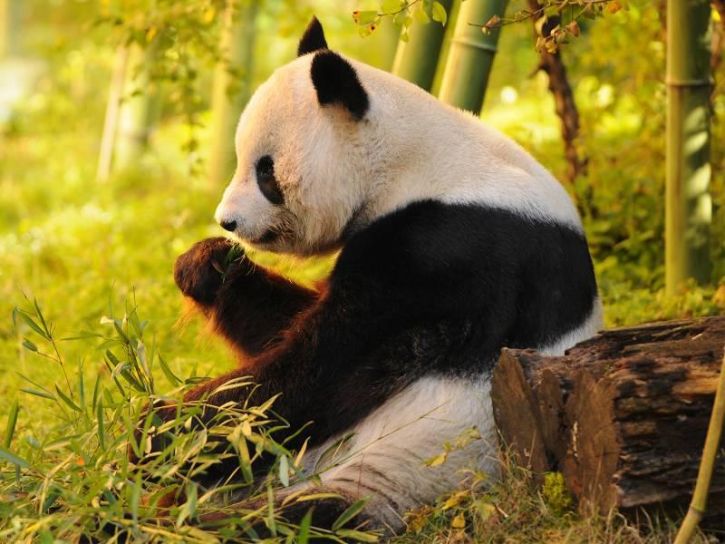 China Sends Adorable Giant Pandas to San Diego Zoo as Heartwarming Symbols of Friendship