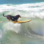 Adorable Dogs Team Up to Catch Waves on a Single Surfboard!