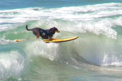 Adorable Dogs Team Up to Catch Waves on a Single Surfboard!