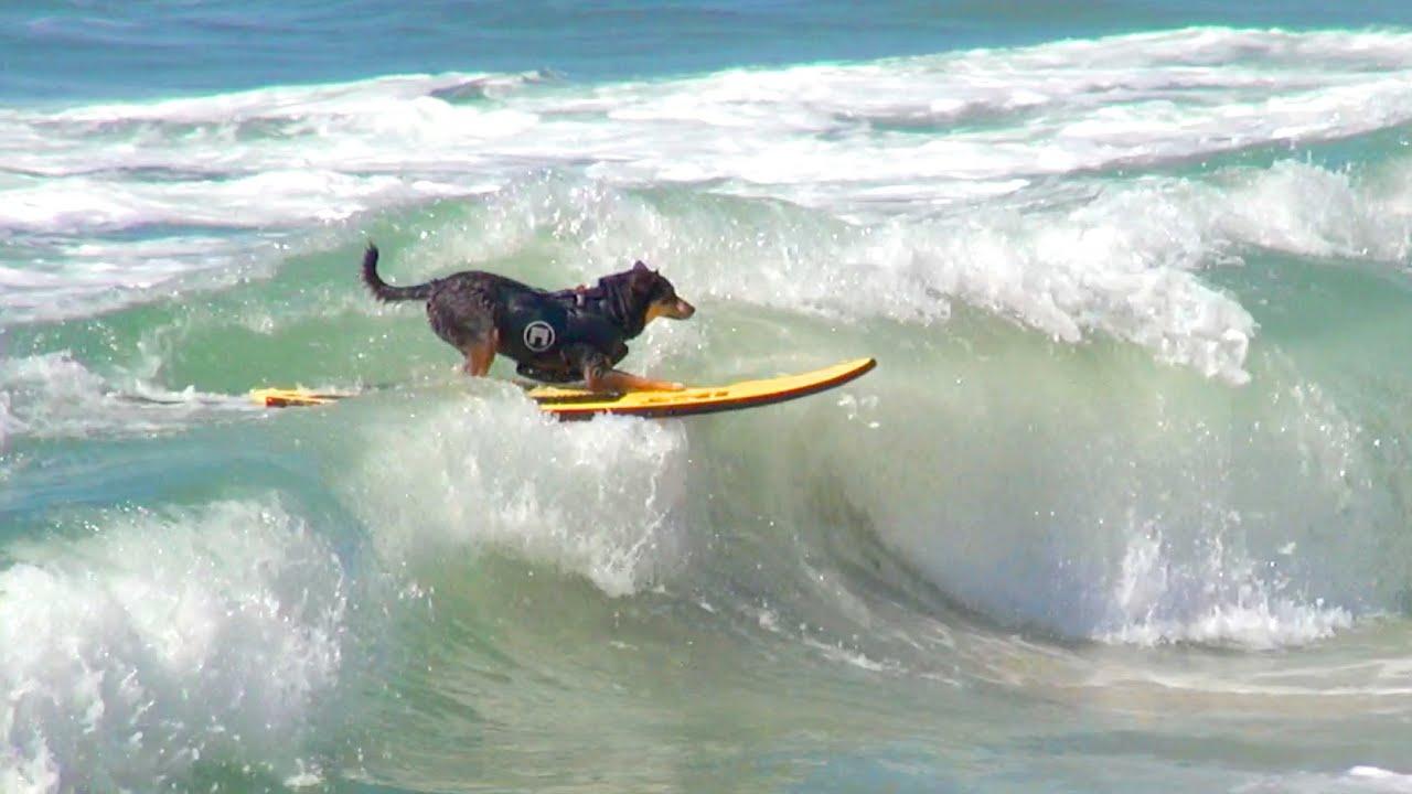 Adorable Dogs Team Up to Catch Waves on a Single Surfboard! Adorable Dogs Team Up to Catch Waves on a Single Surfboard!